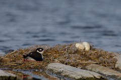 Himantopus mexicanus