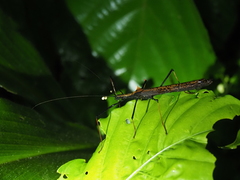 Pseudophasma bispinosum