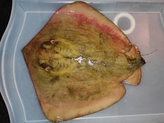 Dasyatis tortonesei