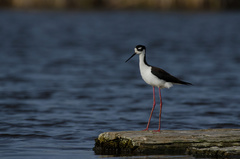 Himantopus mexicanus