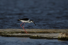 Himantopus mexicanus