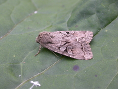 Apterogenum ypsillon