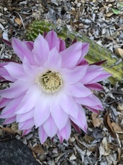 Echinopsis oxygona