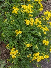 Senecio squalidus
