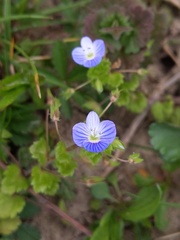 Veronica persica