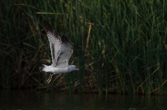 Larus delawarensis