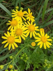 Senecio squalidus
