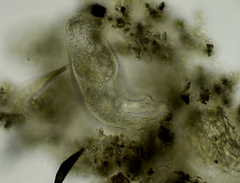 Urostylida
