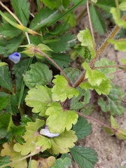 Veronica persica