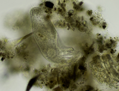 Urostylida