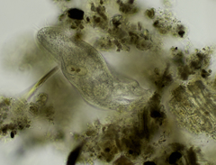 Urostylida
