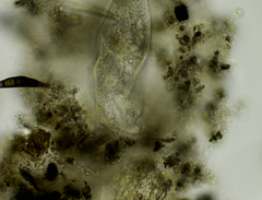 Urostylida