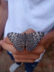 Hamadryas feronia farinulenta