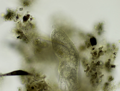 Urostylida