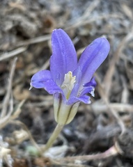 Brodiaea terrestris