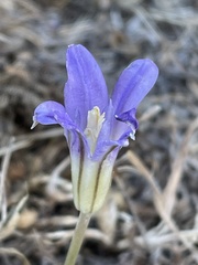 Brodiaea terrestris