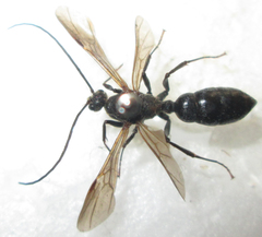 Ponerinae