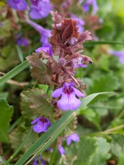 Glechoma hederacea