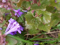 Glechoma hederacea