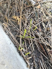 Lilaeopsis chinensis