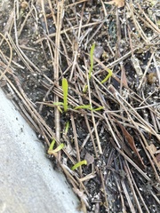 Lilaeopsis chinensis