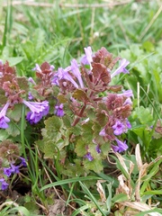 Glechoma hederacea