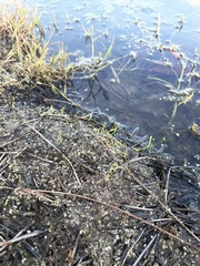 Lilaeopsis chinensis