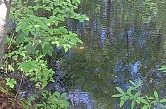 Sternotherus odoratus
