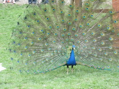Pavo cristatus