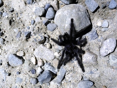 Avicularia purpurea