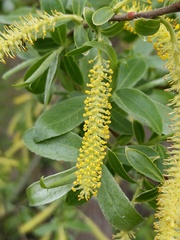 Salix alba