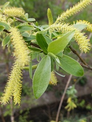 Salix alba