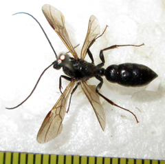 Ponerinae
