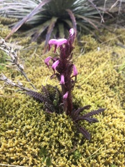Pedicularis incurva
