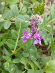 Vicia sepium