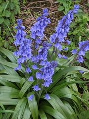 Hyacinthoides hispanica