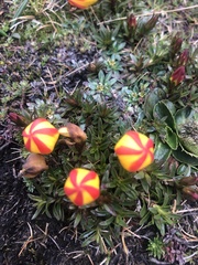 Gentianella hirculus