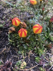 Gentianella hirculus
