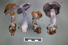 Cortinarius taylorianus