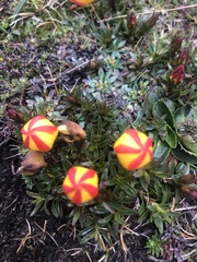 Gentianella hirculus