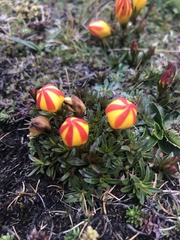 Gentianella hirculus