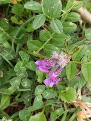 Vicia sepium