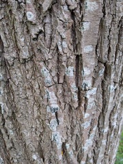 Salix alba