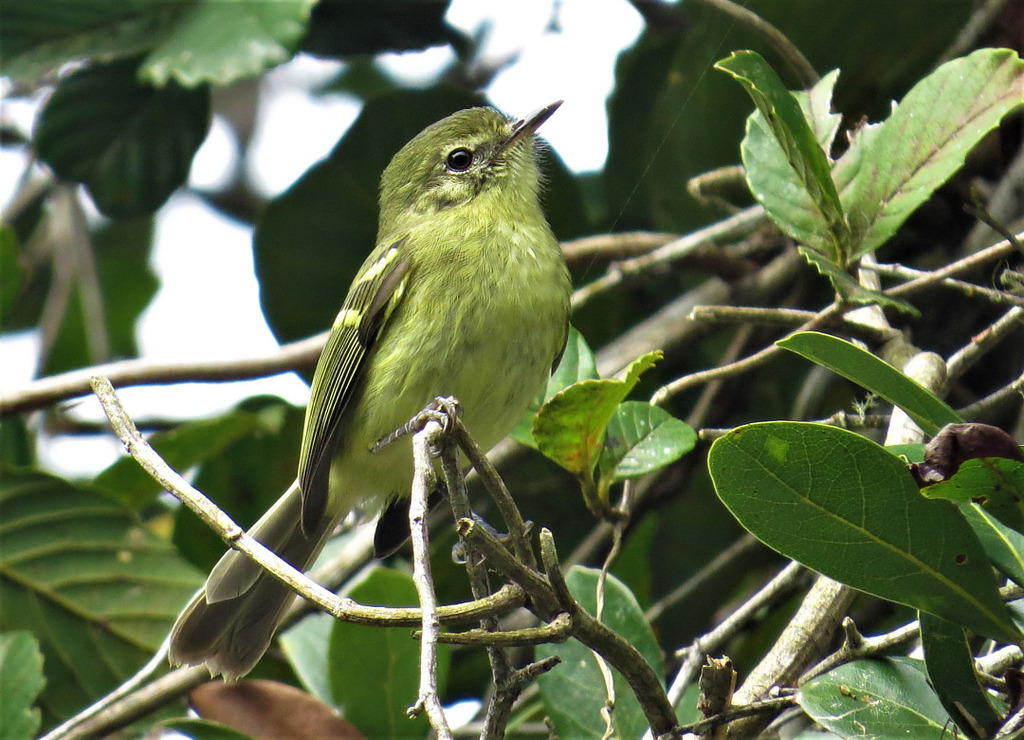 Restinga Tyrannulet from Ilha Comprida, SP, Brasil on April 04, 2022 at ...