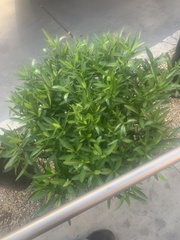 Nerium oleander