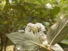 Viburnum × burkwoodii