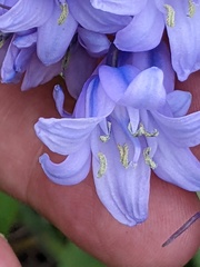 Hyacinthoides hispanica
