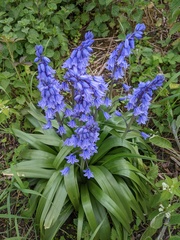 Hyacinthoides hispanica
