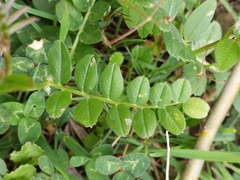 Vicia sepium