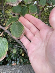 Corylopsis
